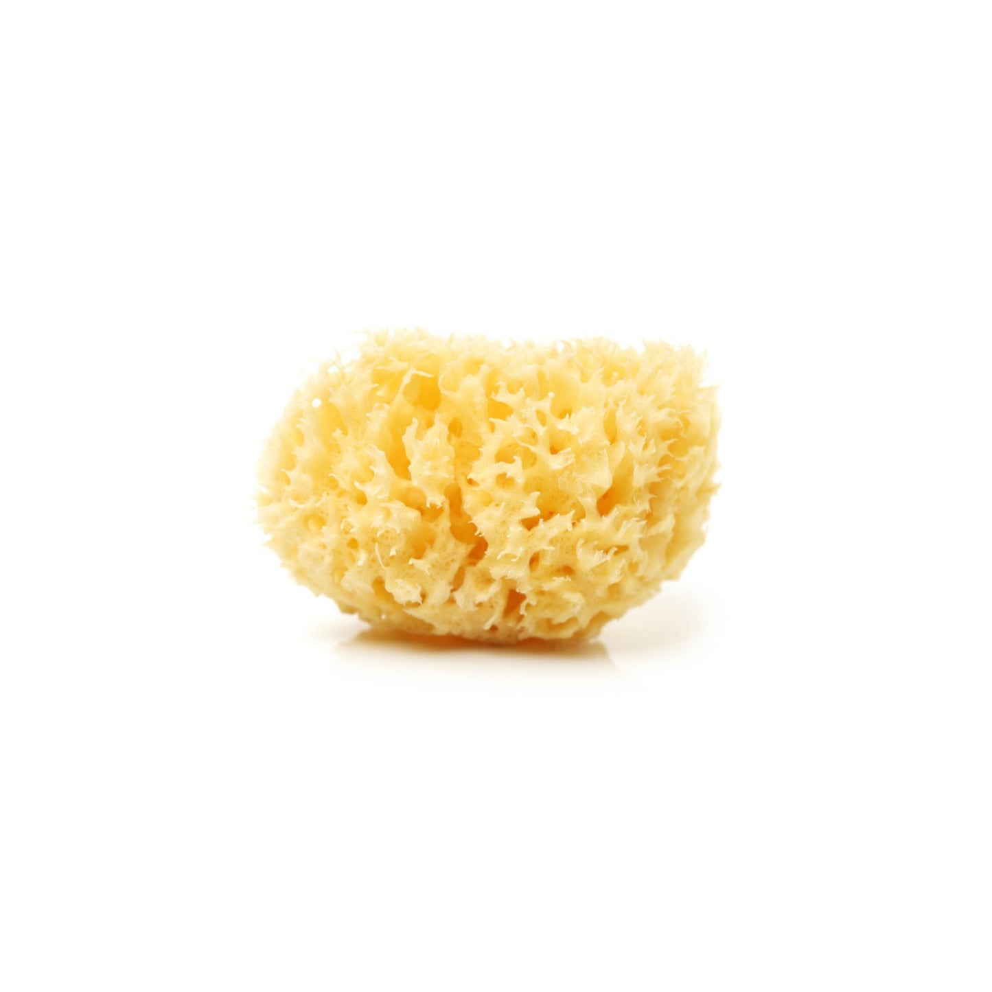 Natural Sea Sponge